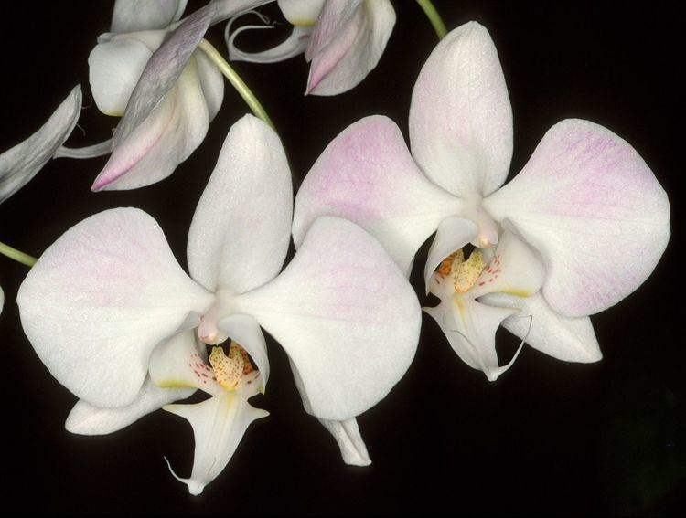 Phalaenopsis sanderiana IOSPE PHOTOS