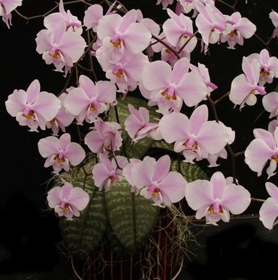 Phalaenopsis schilleriana Phalaenopsis schilleriana 2N presented by Orchids Limited