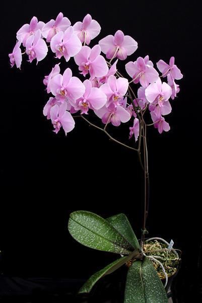 Phalaenopsis schilleriana Phal schilleriana var purpurea 4N presented by Orchids Limited