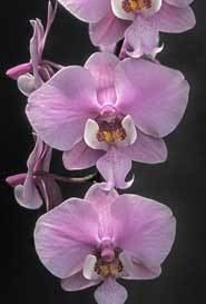 Phalaenopsis schilleriana wwwaosorgAOSmediaContentImagesOrchidsPhal