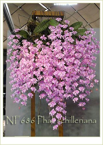 Phalaenopsis schilleriana Phal schilleriana Phal schilleriana 39 Fragrant Butterfly39 x Phal
