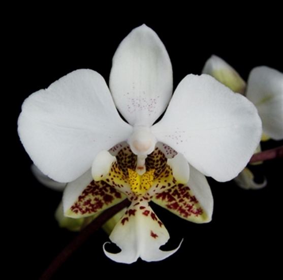 Phalaenopsis stuartiana Phal stuartiana presented by Orchids Limited