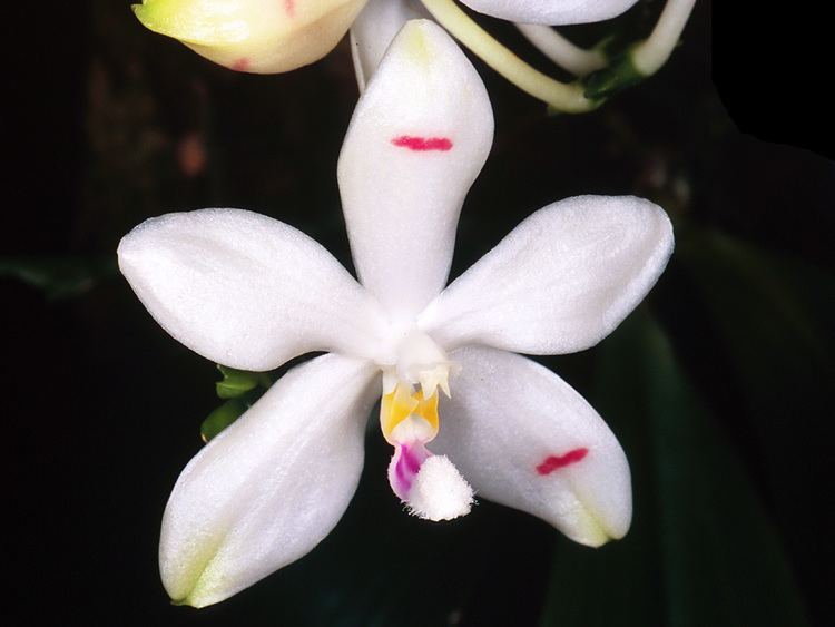 Phalaenopsis tetraspis wwworchidspeciescomorphotdirphalaenotetraspisjpg