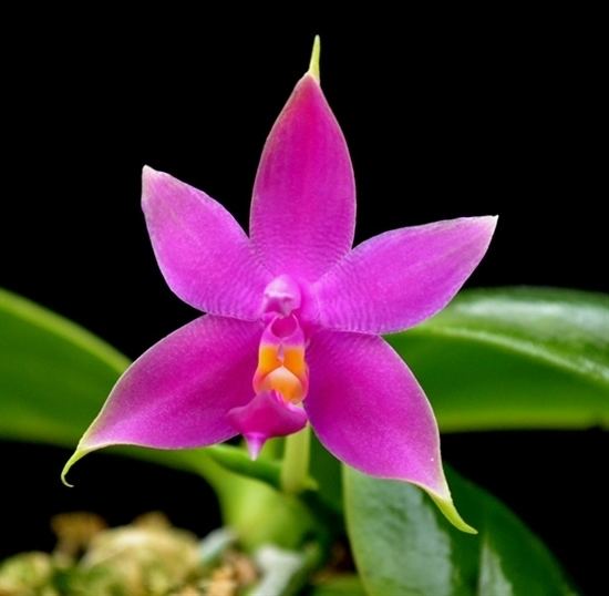 Phalaenopsis violacea Phalaenopsis violacea presented by Orchids Limited