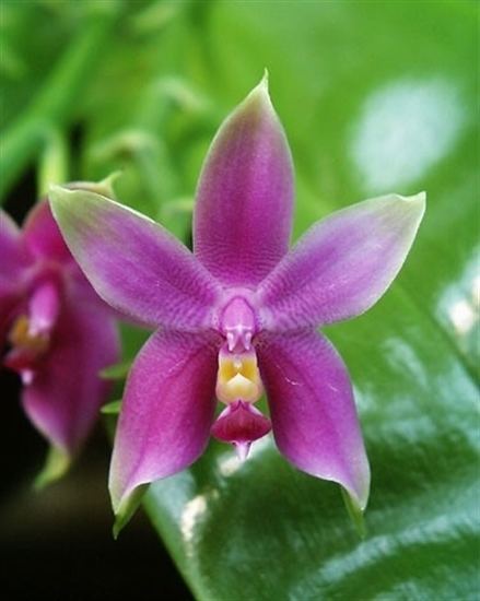 Phalaenopsis violacea wwworchidwebcomimagesProductlargepviolbrsbjpg