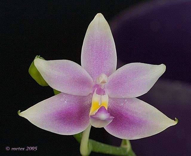 Phalaenopsis violacea IOSPE PHOTOS