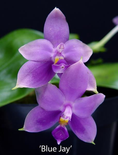 Phalaenopsis violacea Phalaenopsis violacea var coerulea presented by Orchids Limited