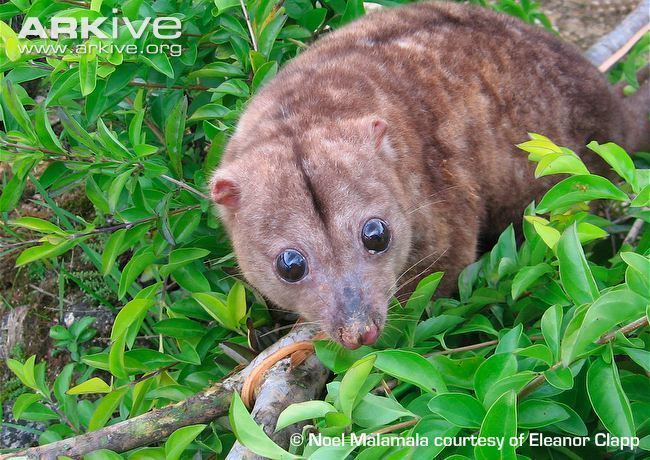Phalanger Woodlark cuscus videos photos and facts Phalanger lullulae ARKive