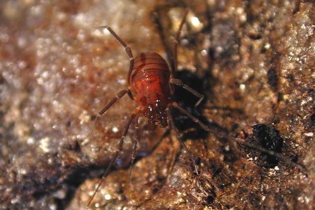 Phalangodoidea