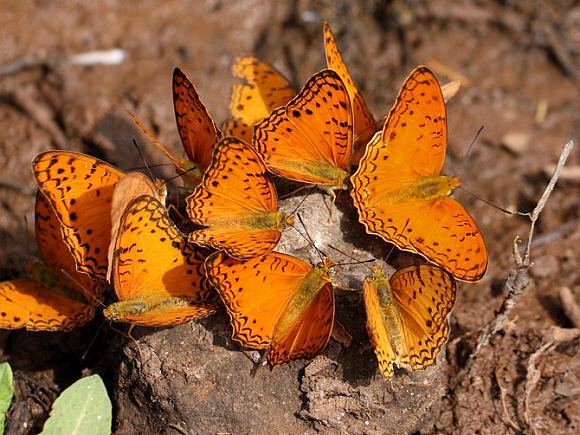 Phalanta Butterflies of Africa Phalanta phalantha