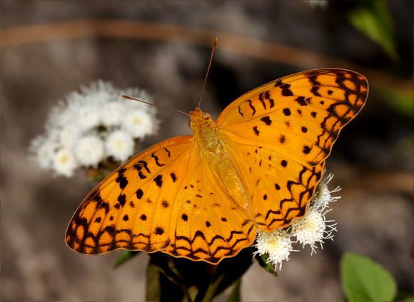 Phalanta phalantha Butterflies of the Indian subcontinent Phalanta phalantha