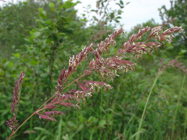 Phalaris arundinacea Phalaris arundinacea reed canary grass Go Botany
