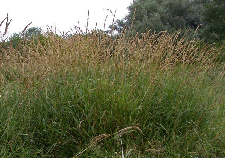 Phalaris arundinacea Phalaris arundinacea Reed canary grass Phalaroides arundinacea