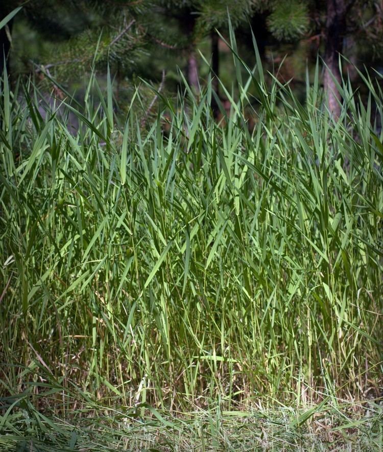 Phalaris (plant) Reed Canarygrass Phalaris arundinacea MPG North