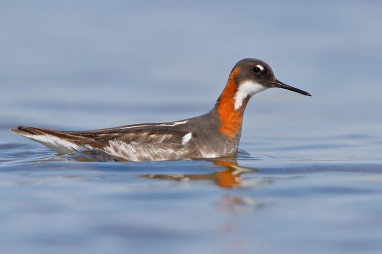 Phalarope Rednecked Phalarope Audubon Field Guide