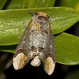 Phalera (genus) httpsuploadwikimediaorgwikipediacommonsthu