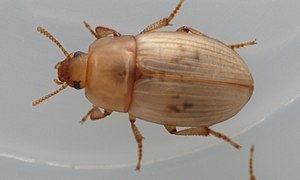 Phaleria (beetle) httpsuploadwikimediaorgwikipediadethumbf