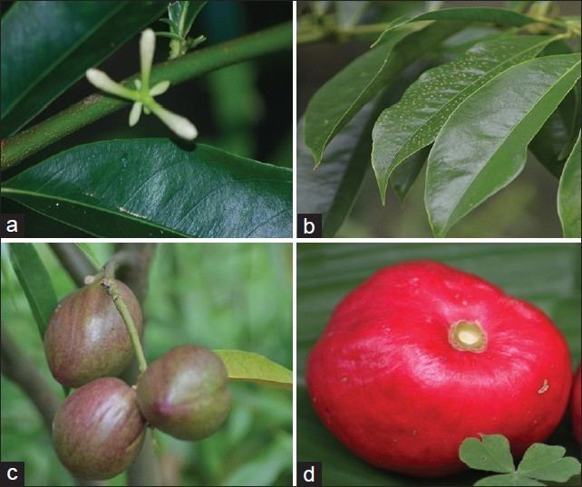 Phaleria Phytochemistry and medicinal properties of Phaleria macrocarpa