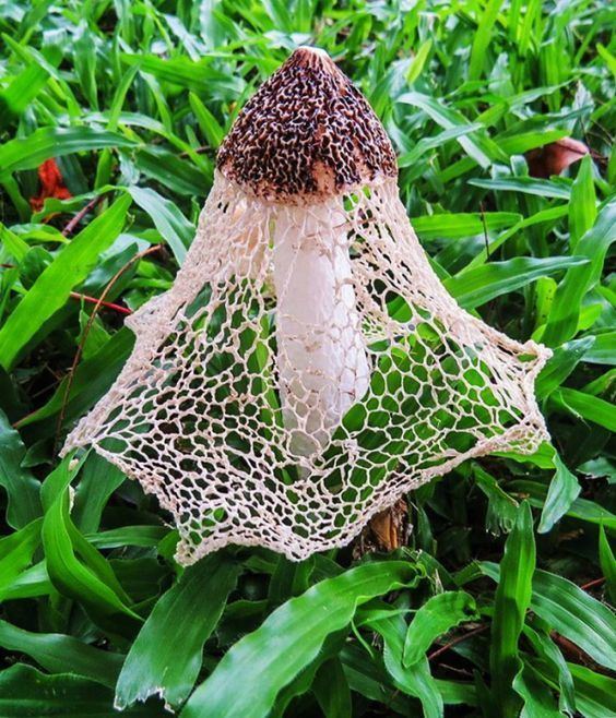 Phallaceae The Veiled Lady Mushroom is a fungus in the family Phallaceae or