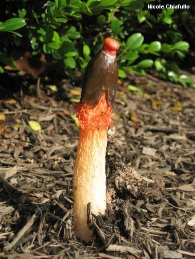 Phallus (fungus) Phallus rubicundus MushroomExpertCom