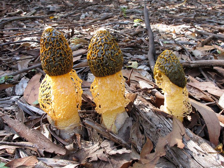 Phallus (fungus) Garden Fungi Phallus multicolor Queensland Mycological Society