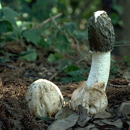 Phallus (fungus) Is that a really big fungus or are you just happy to see me