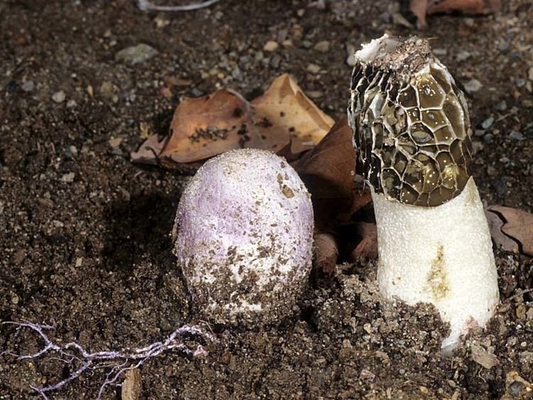 Phallus hadriani Alchetron, The Free Social Encyclopedia