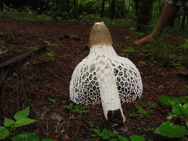Phallus indusiatus Orgasmic mushroom story is a bit of a cockup Doubtful News