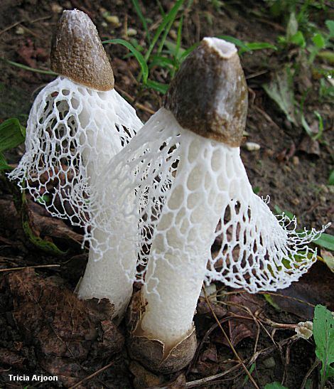 Phallus indusiatus Phallus indusiatus MushroomExpertCom