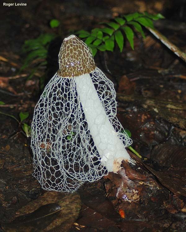 Phallus indusiatus Phallus indusiatus MushroomExpertCom