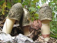 Phallus ravenelii httpsuploadwikimediaorgwikipediacommonsthu