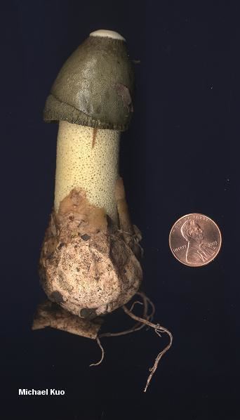 Phallus ravenelii Phallus ravenelii MushroomExpertCom