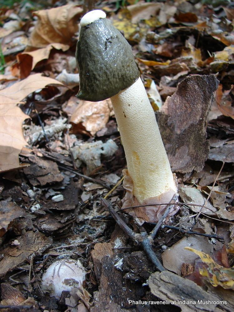 Phallus ravenelii Phallus ravenelii at Indiana Mushrooms