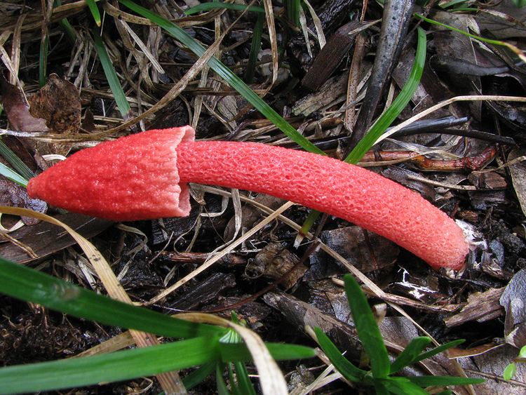Phallus rubicundus Garden Fungi Phallus rubicundus Queensland Mycological Society