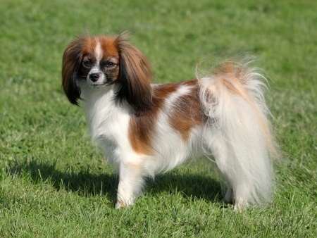 Phalène Phalene or Papillon Small Dogs