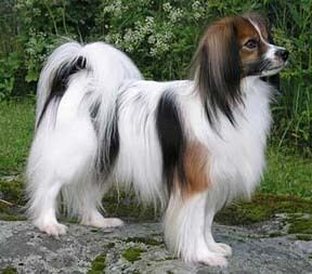 Phalène 17 Best images about Cute Papillon Phalne Dogs on Pinterest Old