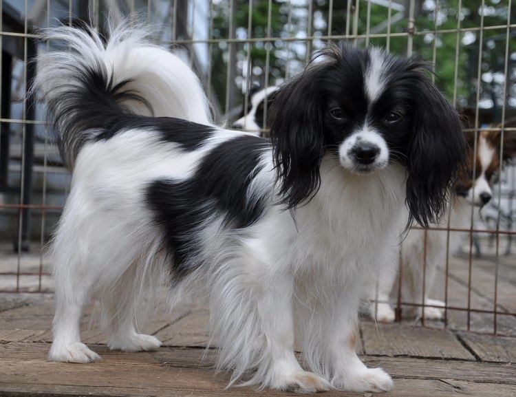 Phalène 17 Best images about Cute Papillon Phalne Dogs on Pinterest Old