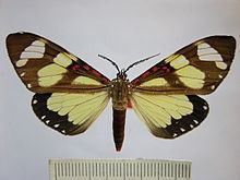 Phaloe cruenta httpsuploadwikimediaorgwikipediacommonsthu