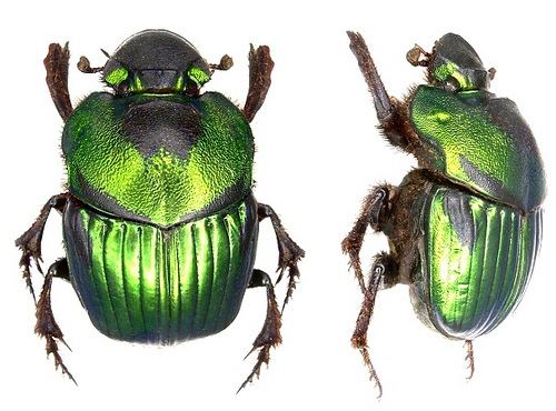 Phanaeus (genus) Rainbow Scarabs Genus Phanaeus iNaturalistorg