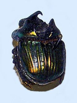 Phanaeus (genus) Phanaeus genus Wikipedia