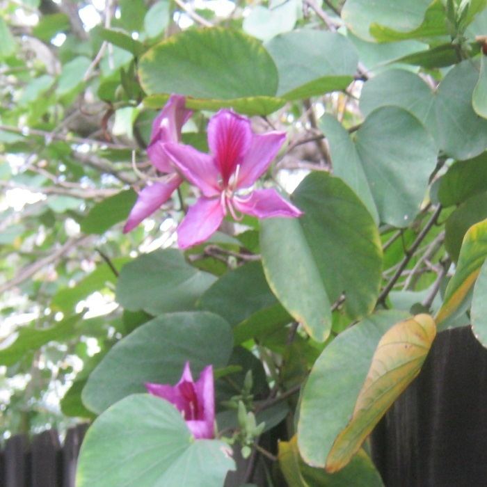 Phanera purpurea ORCHID TREE Phanera purpurea Live Plants amp Seeds