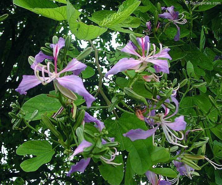 Phanera purpurea Bauhinia purpurea Phanera purpurea Orchid Tree Butterfly Tree