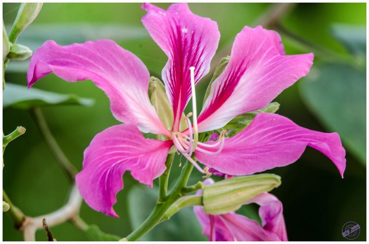 Phanera purpurea Butterfly Tree or Orchid Tree Phanera purpurea Phanera p Flickr