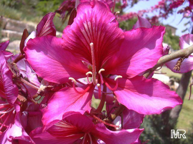 Phanera variegata Bauhinia variegata Phanera variegata Orchid tree Purple orchid