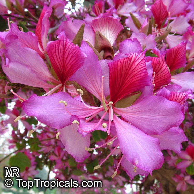 Phanera variegata Bauhinia variegata Phanera variegata Orchid tree Purple orchid