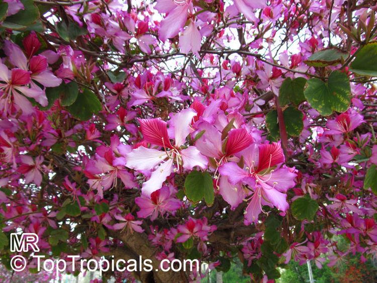 Phanera variegata Bauhinia Orchid Tree TopTropicalscom