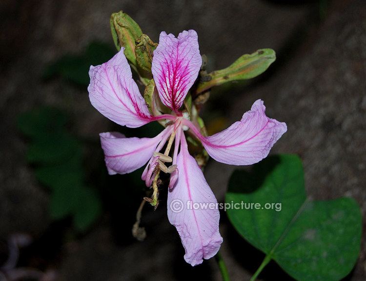 Phanera variegata Phanera variegata Pink orchid tree Poor Man39s orchid