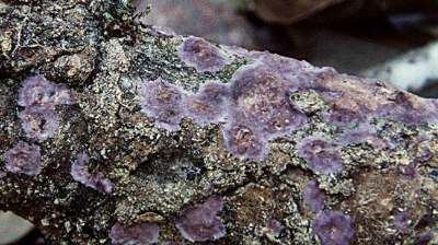 Phanerochaete Phanerochaete chrysosporium a crust fungus important in