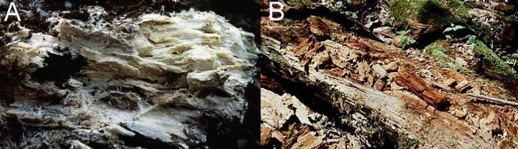 Phanerochaete Phanerochaete chrysosporium a crust fungus important in