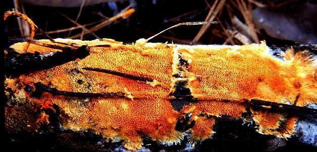 Phanerochaete Phanerochaete chrysosporium a crust fungus important in
